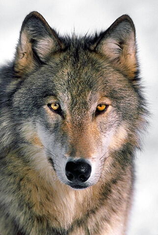 Файл:Wolf-pictures.jpg