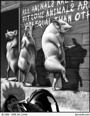 Pigs walking.jpg