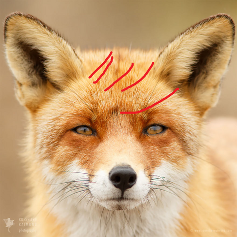 Файл:Лейтенант Борисов.png
