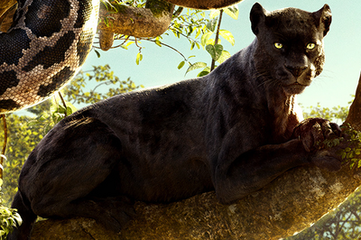 Bagheera Jungle Book 2016-1-