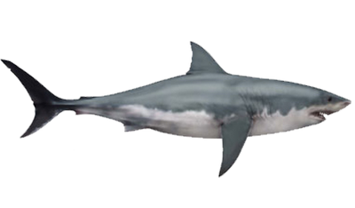 Megalodon