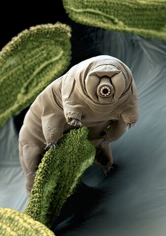 File:Tardigrade.jpg