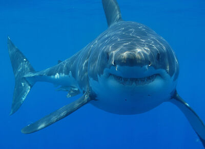 GreatWhiteShark