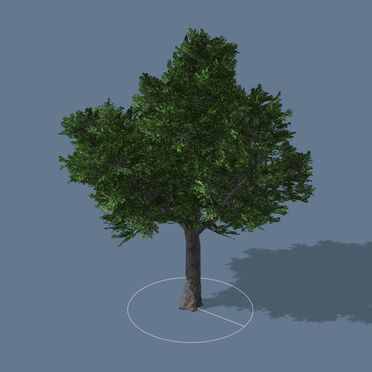 KoaWoodTree1