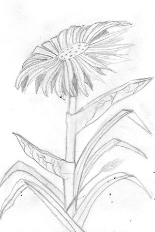 File:Jude Hakim sun flower.jpg