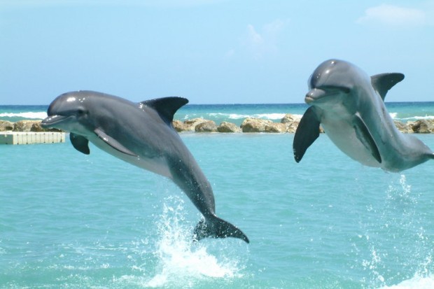 Delfin Tötet Mensch