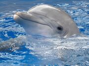 Delfin (1)