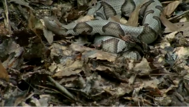 File:1Snake.png