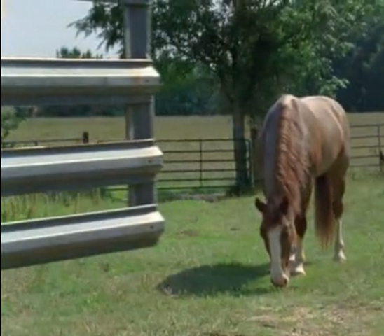 File:Horse2.png