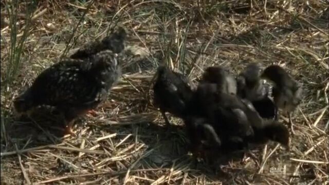 File:Chicks.jpg