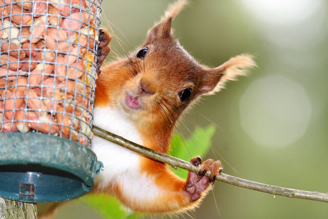 File:Happy-red-squirrel-playing-peek-a-boo.jpg
