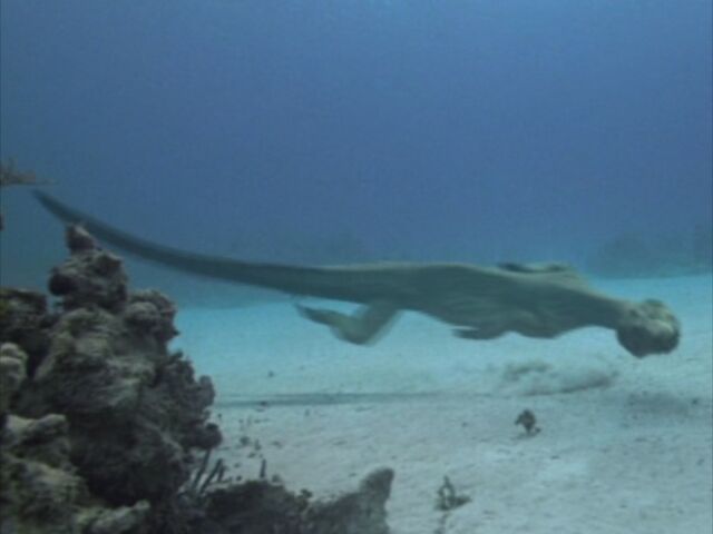 File:SM1x1 Nothosaur.jpg