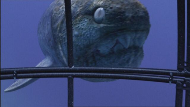 File:SM1x2 DunkleosteusSwimmingToCage.jpg