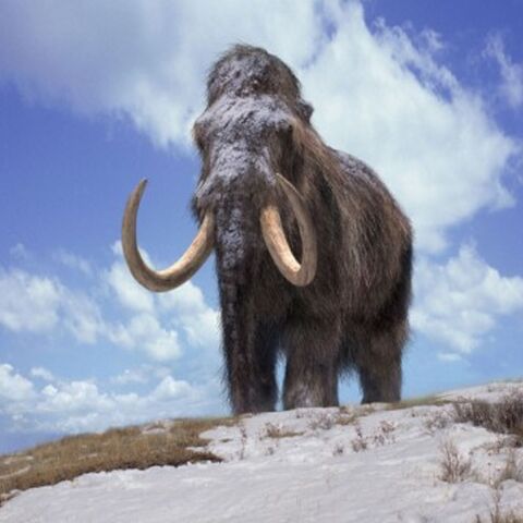 File:MammothPromo.jpg