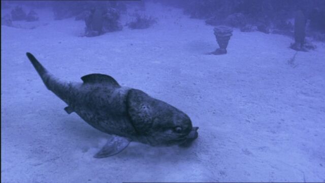 File:SM1x2 BabyDunkleosteus.jpg