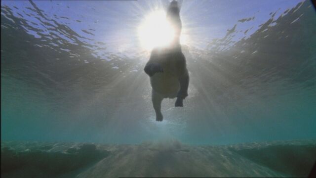File:SM1x2 ArsinoitheriumSwimming2.jpg