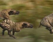 Evi hyaenodon large