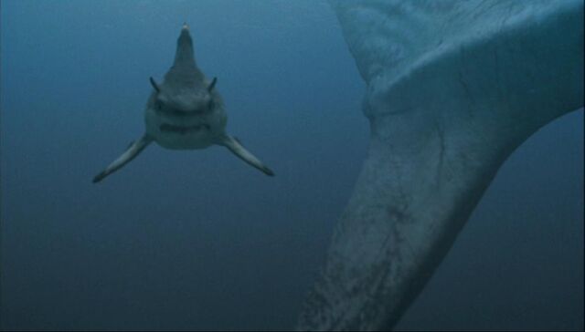 File:Hybodus shark.jpg