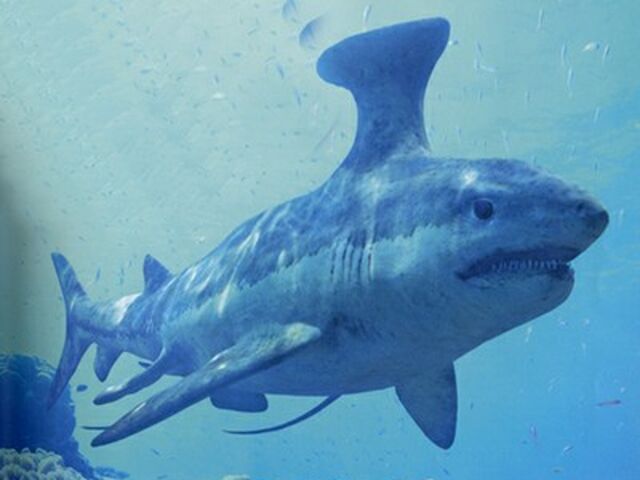 File:StethacanthusPromo.jpg