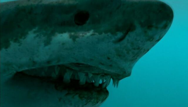 File:Megalodon.jpg