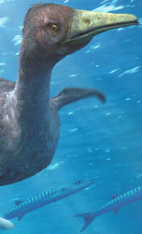 File:Hesperonis new.png