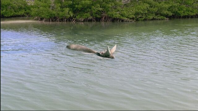 File:SM1x2 ArsinoitheriumSwimming.jpg