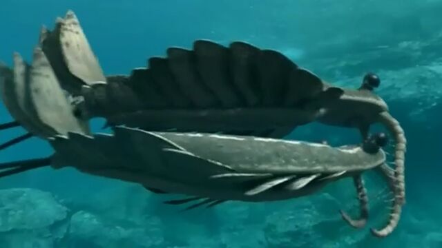 File:Anomalocaris fighting.jpg