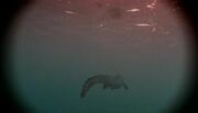 250px-Little Mosasaur