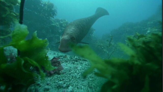 File:Odobenocetops.jpg