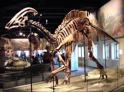 800px-Parasaurolophus cyrtocristatus