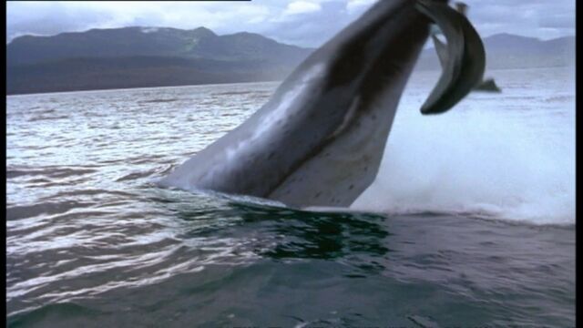 File:Basilosaurus.jpg