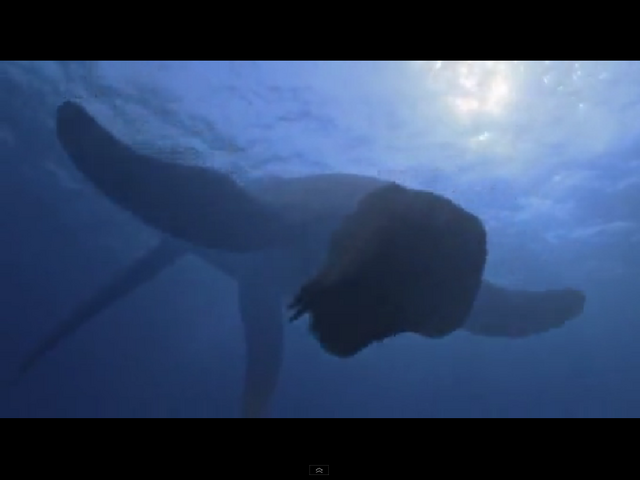 File:Plesiopleurodon.png