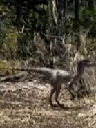 Walking With Dinosaurs Dromaeosaurus Walking With Dinosaurs Dromaeosaurus