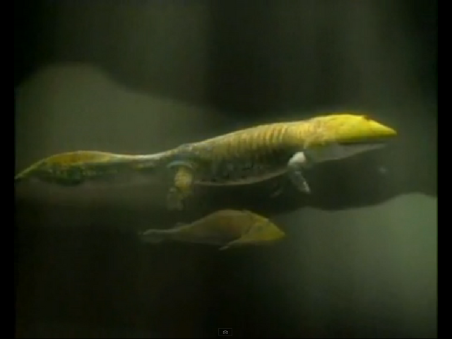 File:Cephiner.png