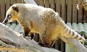South Americian Coati1K