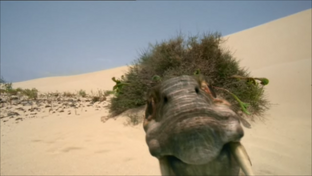 Diictodon