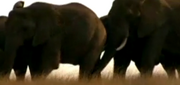 Ppelephant