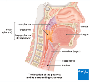 Man Whose Pharynx was Bad | Wallace Stevens Wiki | Fandom powered by Wikia