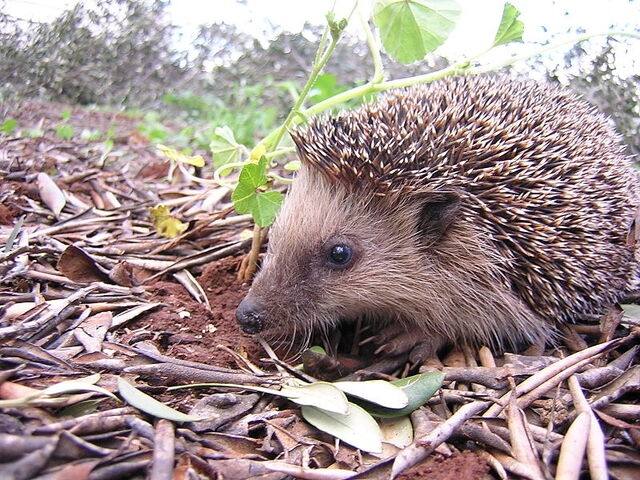 File:HEDGEHOG.jpg