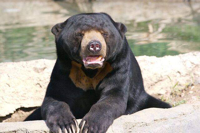 File:800px-Sun Bear 3.jpg