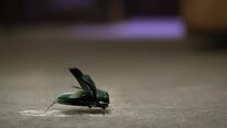 Scarab4