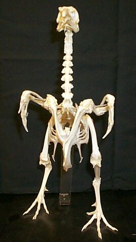 File:Birdskeleton.jpg