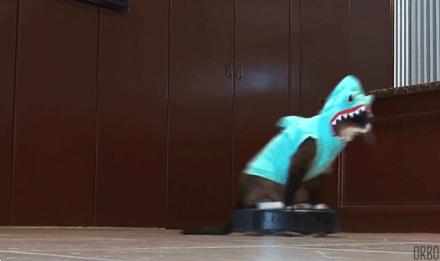 File:Rumba Cat.gif