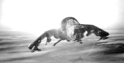 Vulture6