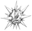 Squig-spiky.jpg