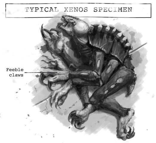 File:Xenos-specimen.jpg