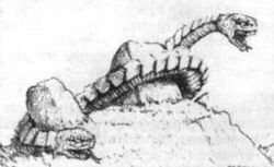 Amphisbaena