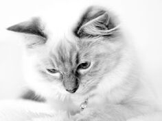 Katze-Schwarz-Weiss-Nah-Huebsch.jpg