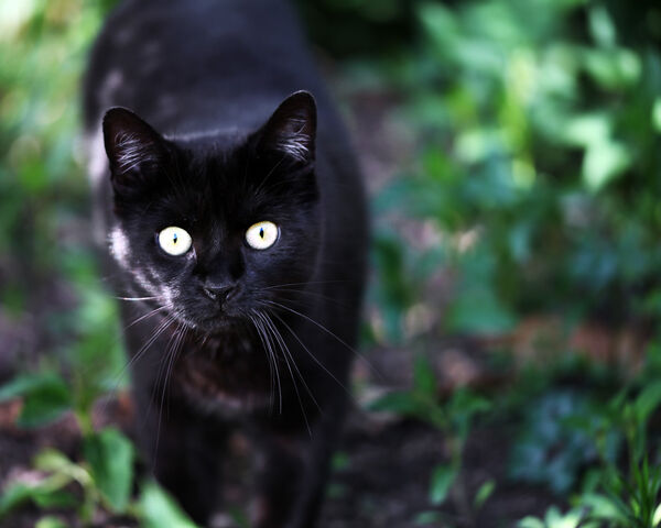 Datei:Kater-schwarz.jpg