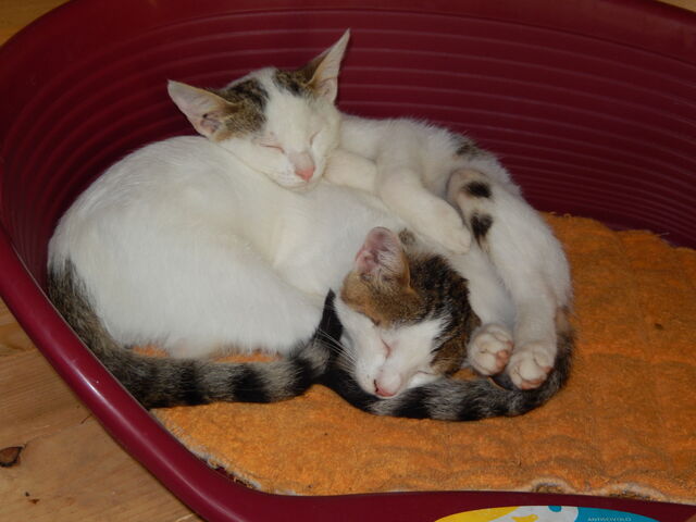 Bestand:Lieff =3.jpg